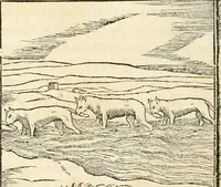 Picture 79 of 317 from Hieroglyphica, sive, De sacris Aegyptiorvm aliarvmqve gentivm literis commentarij (1567), leaf 169