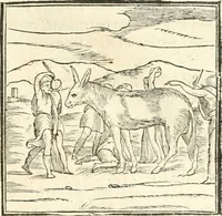 An illustration from Hieroglyphica, sive, De sacris Aegyptiorvm aliarvmqve gentivm literis commentarij (1567)
