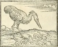 Picture 106 of 317 from Hieroglyphica, sive, De sacris Aegyptiorvm aliarvmqve gentivm literis commentarij (1567), leaf 263