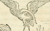 An illustration from Hieroglyphica, sive, De sacris Aegyptiorvm aliarvmqve gentivm literis commentarij (1567)