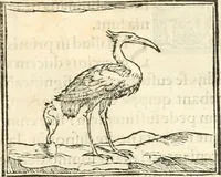 An illustration from Hieroglyphica, sive, De sacris Aegyptiorvm aliarvmqve gentivm literis commentarij (1567)