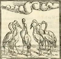 Picture 112 of 317 from Hieroglyphica, sive, De sacris Aegyptiorvm aliarvmqve gentivm literis commentarij (1567), leaf 267