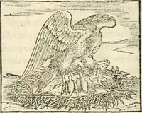 Picture 116 of 317 from Hieroglyphica, sive, De sacris Aegyptiorvm aliarvmqve gentivm literis commentarij (1567), leaf 275