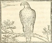 Picture 119 of 317 from Hieroglyphica, sive, De sacris Aegyptiorvm aliarvmqve gentivm literis commentarij (1567), leaf 282