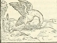 Picture 124 of 317 from Hieroglyphica, sive, De sacris Aegyptiorvm aliarvmqve gentivm literis commentarij (1567), leaf 300