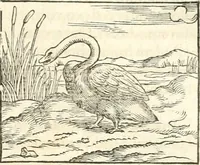 Picture 134 of 317 from Hieroglyphica, sive, De sacris Aegyptiorvm aliarvmqve gentivm literis commentarij (1567), leaf 340