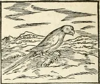 An illustration from Hieroglyphica, sive, De sacris Aegyptiorvm aliarvmqve gentivm literis commentarij (1567)