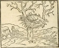 Picture 137 of 317 from Hieroglyphica, sive, De sacris Aegyptiorvm aliarvmqve gentivm literis commentarij (1567), leaf 347