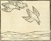An illustration from Hieroglyphica, sive, De sacris Aegyptiorvm aliarvmqve gentivm literis commentarij (1567)