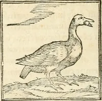 Picture 149 of 317 from Hieroglyphica, sive, De sacris Aegyptiorvm aliarvmqve gentivm literis commentarij (1567), leaf 359