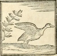 An illustration from Hieroglyphica, sive, De sacris Aegyptiorvm aliarvmqve gentivm literis commentarij (1567)