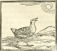 An illustration from Hieroglyphica, sive, De sacris Aegyptiorvm aliarvmqve gentivm literis commentarij (1567)