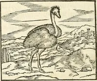 An illustration from Hieroglyphica, sive, De sacris Aegyptiorvm aliarvmqve gentivm literis commentarij (1567)