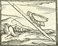 Picture 162 of 317 from Hieroglyphica, sive, De sacris Aegyptiorvm aliarvmqve gentivm literis commentarij (1567), leaf 394