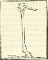 Picture 166 of 317 from Hieroglyphica, sive, De sacris Aegyptiorvm aliarvmqve gentivm literis commentarij (1567), leaf 426