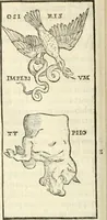 An illustration from Hieroglyphica, sive, De sacris Aegyptiorvm aliarvmqve gentivm literis commentarij (1567)