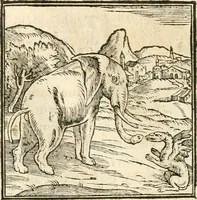 Picture 19 of 317 from Hieroglyphica, sive, De sacris Aegyptiorvm aliarvmqve gentivm literis commentarij (1567), leaf 45