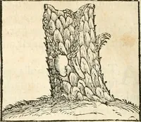 An illustration from Hieroglyphica, sive, De sacris Aegyptiorvm aliarvmqve gentivm literis commentarij (1567)