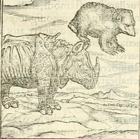 An illustration from Hieroglyphica, sive, De sacris Aegyptiorvm aliarvmqve gentivm literis commentarij (1567)