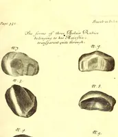 Picture 36 of 46 from The six voyages of John Baptista Tavernier (1678), leaf 474