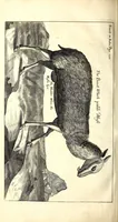 Picture 38 of 46 from The six voyages of John Baptista Tavernier (1678), leaf 479