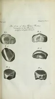 An illustration from The six voyages of John Baptista Tavernier, a noble man of France now living : through Turky into Persia and the East-Indies, finished in the year 1670 : giving an account of the state of those countries : illustrated with divers sculptures : together with a new relation of the present Grand Seignor's seraglio, by the same author (1678)
