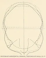 An illustration from Skeletal remains from Santa Barbara, California. : I. Craniology (1925)