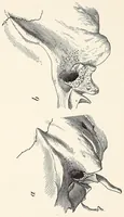 An illustration from Skeletal remains from Santa Barbara, California. : I. Craniology (1925)