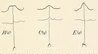 Picture 5 of 16 from Skeletal remains from Santa Barbara, California. : I. Craniology (1925), leaf 81