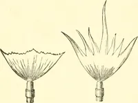 An illustration from Sketch of Prof. John Le Conte ; [and] Sensitive flames and sound-shadows (1889)