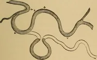An illustration from The skies and the earth (1902)