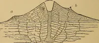 An illustration from The skies and the earth (1902)