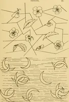 An illustration from Skilful Susy. A book of fairs and bazars (1885)