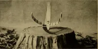 Picture 77 of 140 from The sky movies (1922), leaf 117