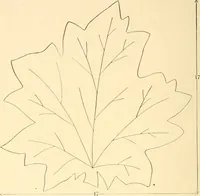 An illustration from The sloyd system of wood working, with a brief description of the Eva Rodhe model series and an historical sketch of the growth of the manual training idea; (1892)