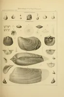 An illustration from Smithsonian contributions to knowledge (1848)