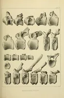 An illustration from Smithsonian contributions to knowledge (1848)