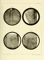 An illustration from Smithsonian contributions to knowledge (1848)