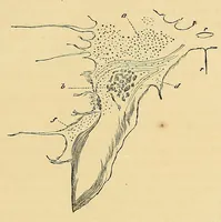 An illustration from Smithsonian contributions to knowledge (1848)