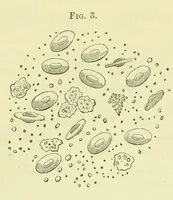 An illustration from Smithsonian contributions to knowledge (1848)