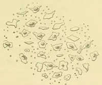 An illustration from Smithsonian contributions to knowledge (1848)