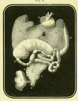 An illustration from Smithsonian contributions to knowledge (1848)