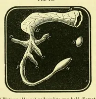 Picture 7 of 13 from Smithsonian contributions to knowledge (1848), leaf 390