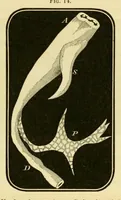 An illustration from Smithsonian contributions to knowledge (1848)
