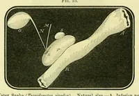 Picture 9 of 13 from Smithsonian contributions to knowledge (1848), leaf 394