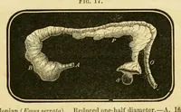 An illustration from Smithsonian contributions to knowledge (1848)