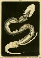 An illustration from Smithsonian contributions to knowledge (1848)