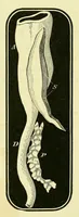 Picture 12 of 13 from Smithsonian contributions to knowledge (1848), leaf 408