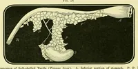 Picture 13 of 13 from Smithsonian contributions to knowledge (1848), leaf 410