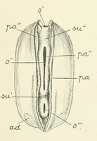An illustration from Sämtliche Werke; (1911)
